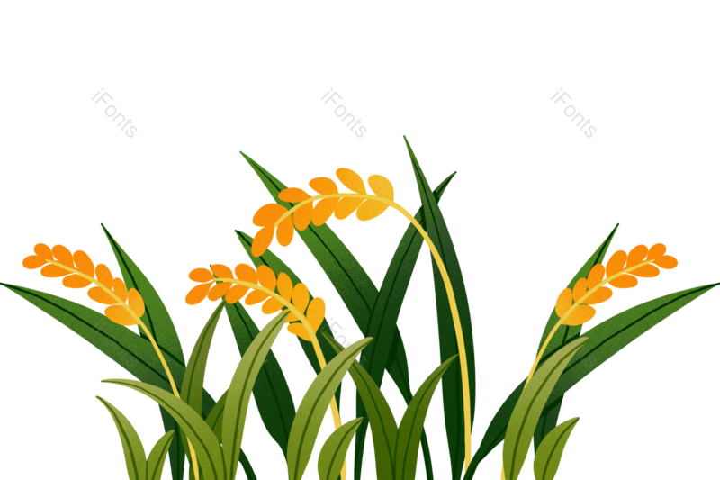芒种图片,秋天元素,麦子PNG,麦穗免抠素材